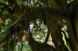 Hoh Rainforest